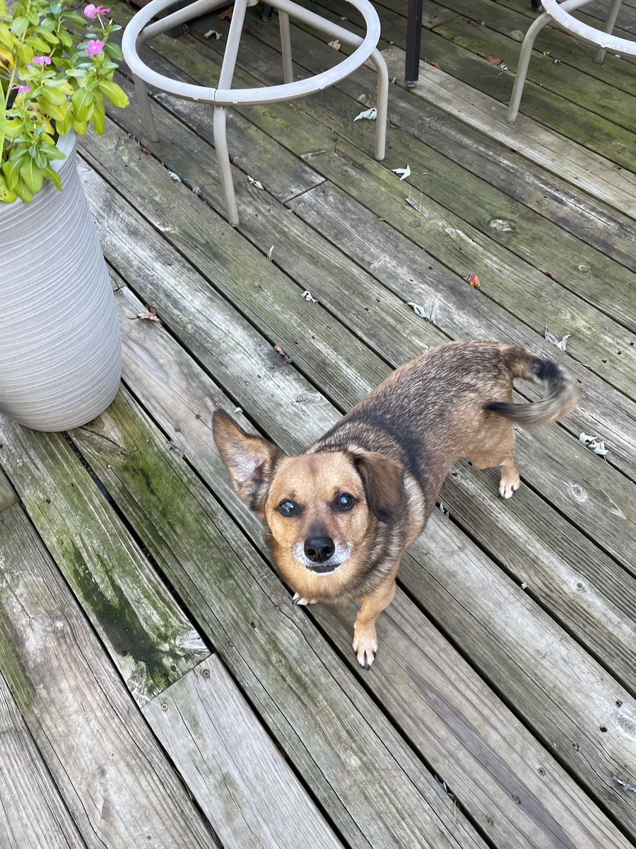 vsbuzzell's tweet photo. lost a best friend and a brother two days ago. i’m so heartbroken. life will never be the same without my little pepe to get me through it 💔 fly high lil pepe https://t.co/PLy6QWRYOQ