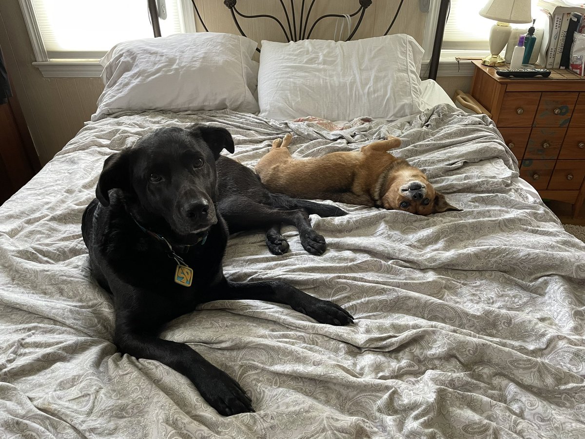 vsbuzzell's tweet photo. lost a best friend and a brother two days ago. i’m so heartbroken. life will never be the same without my little pepe to get me through it 💔 fly high lil pepe https://t.co/PLy6QWRYOQ