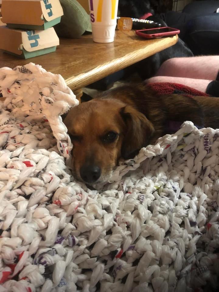 vsbuzzell's tweet photo. lost a best friend and a brother two days ago. i’m so heartbroken. life will never be the same without my little pepe to get me through it 💔 fly high lil pepe https://t.co/PLy6QWRYOQ