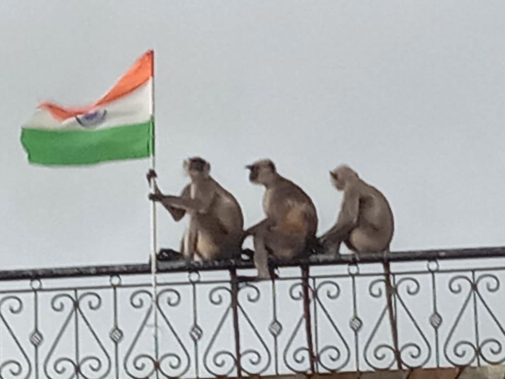 VennelaPalle's tweet photo. Those are real #indianmonkey not #Gandhiji ke wo teen bandar
😂😂
Loyalty must be in blood as Indian.
Monkeys r far more patriotic than Fake Gandhi's & anti-National communist.
#proudIndian
#HarGharTirangaCampaign #HarGharTringa #HarGharTiranga2022 #HarGharTirang
🇮🇳🇮🇳🇮🇳🇮🇳🇮🇳🇮🇳 https://t.co/MeiMZiTovS