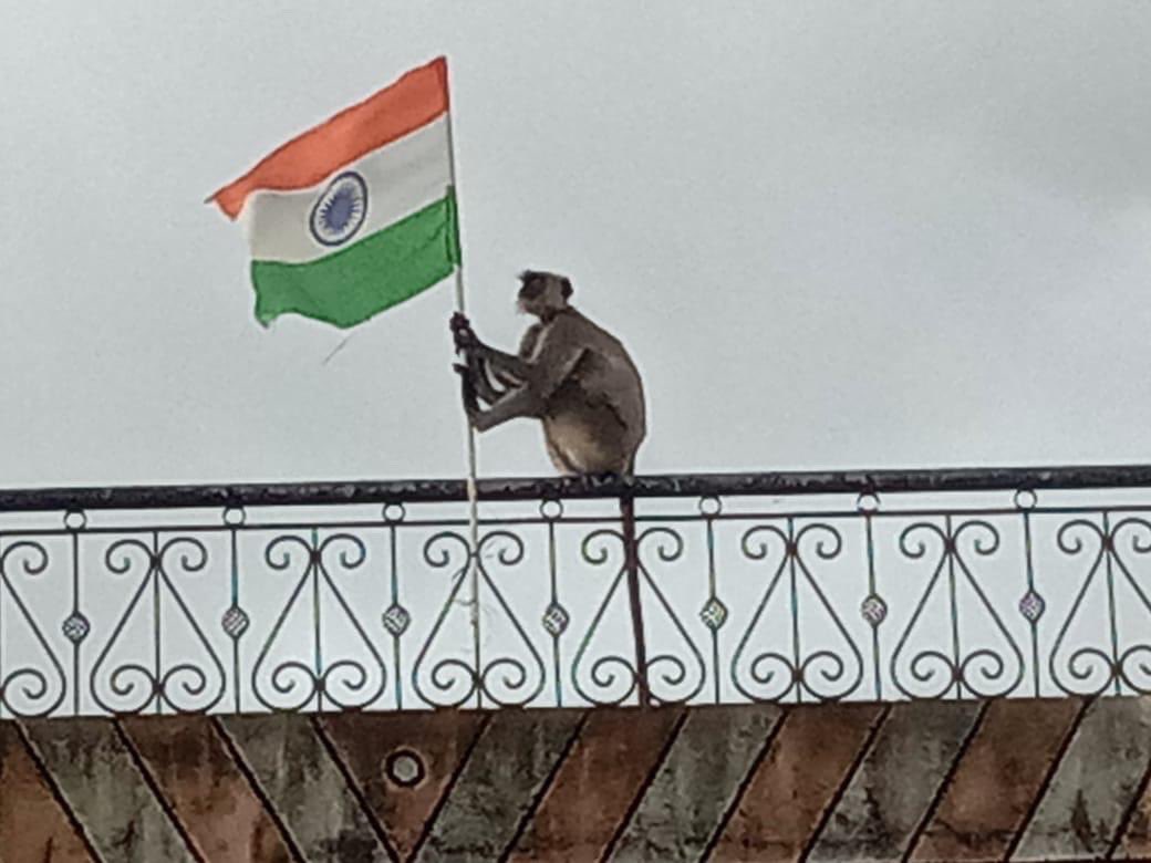 VennelaPalle's tweet photo. Those are real #indianmonkey not #Gandhiji ke wo teen bandar
😂😂
Loyalty must be in blood as Indian.
Monkeys r far more patriotic than Fake Gandhi's & anti-National communist.
#proudIndian
#HarGharTirangaCampaign #HarGharTringa #HarGharTiranga2022 #HarGharTirang
🇮🇳🇮🇳🇮🇳🇮🇳🇮🇳🇮🇳 https://t.co/MeiMZiTovS