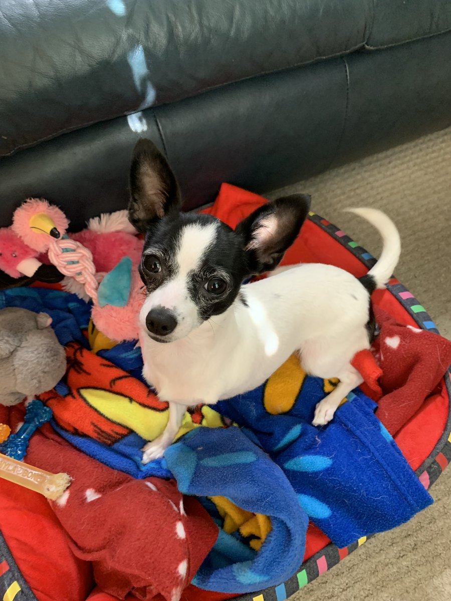 Puppymom91's tweet photo. Hiya eberypawdiez! Happy Saturday! Have a super duper day and weekend! I’m playing with all my pawtaztic toys! Lotz of loviez and kizziez from me, Princess Di-Di! ❎🅾️💖👑🐾🌺😍 #princessdidi #tripawdlife #tripawdrescuechihuahua #dogsoftwitter https://t.co/SYkWYan80T