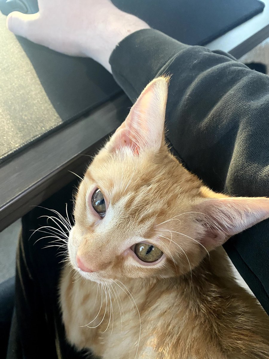 jschlatt's tweet photo. @Slimecicle @schlatt he DID molt. he is a baby again https://t.co/9BWtGsXmDq