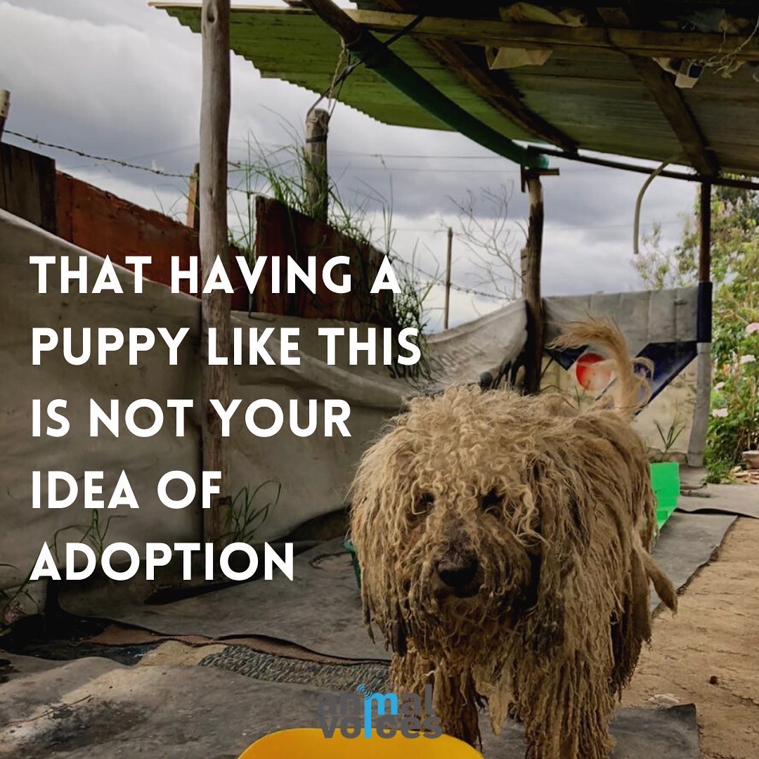 ❌No adoptes si no tienes tiempo para dedicarle, no adoptes si lo vas a tener amarrado o en un patio todo el día y toda la noche, no adoptes si no tienes tiempo de sacarlo, educarlo, bañarlo y estar pendiente de su salud.