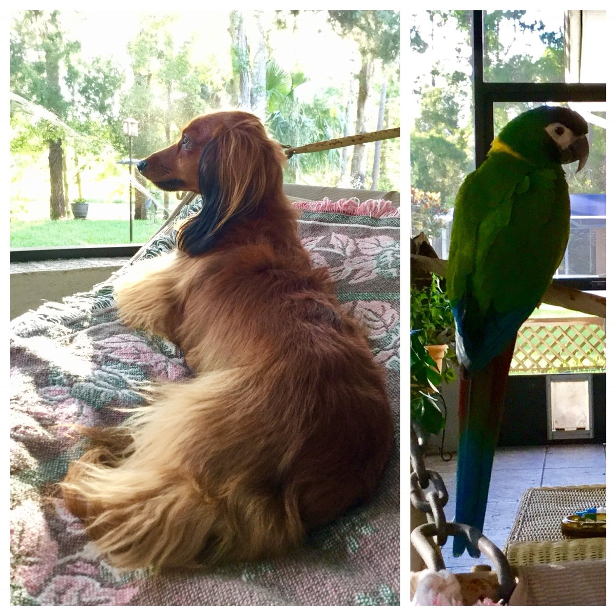 KimMoneyhun's tweet photo. @TiffanyDCross Penelope and Rocca https://t.co/rseSLxuRpN