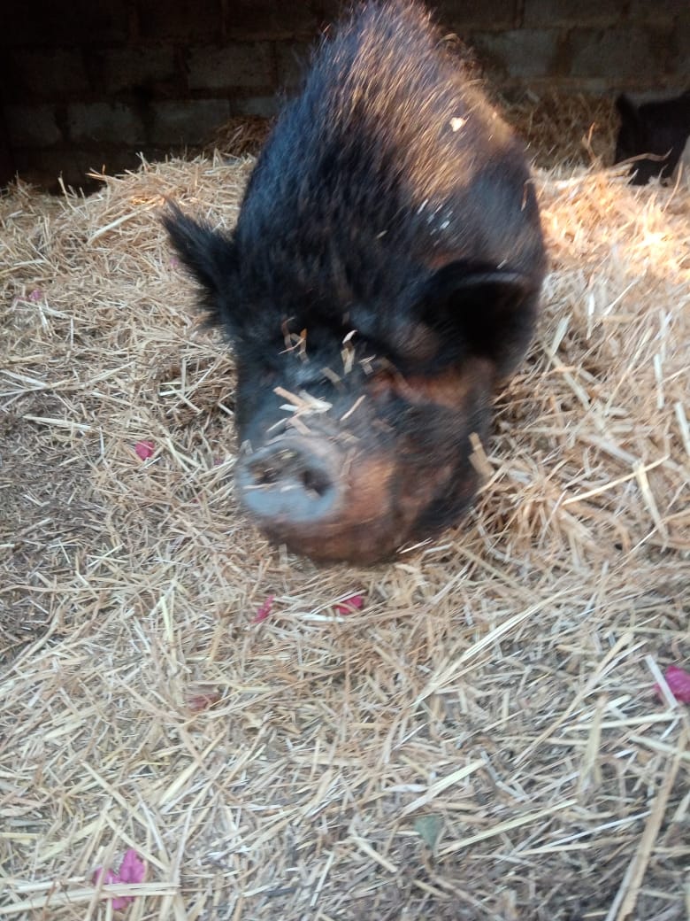 FarmGreyton's tweet photo. Bramble can see! His eyes are emerging from layers of fat. He's only been with us for a month, is steadily and slowly losing weight, getting more active and he's got a new piggy friend, Polly, after we moved him into her paddock close to our houses https://t.co/AypfLIsW9h