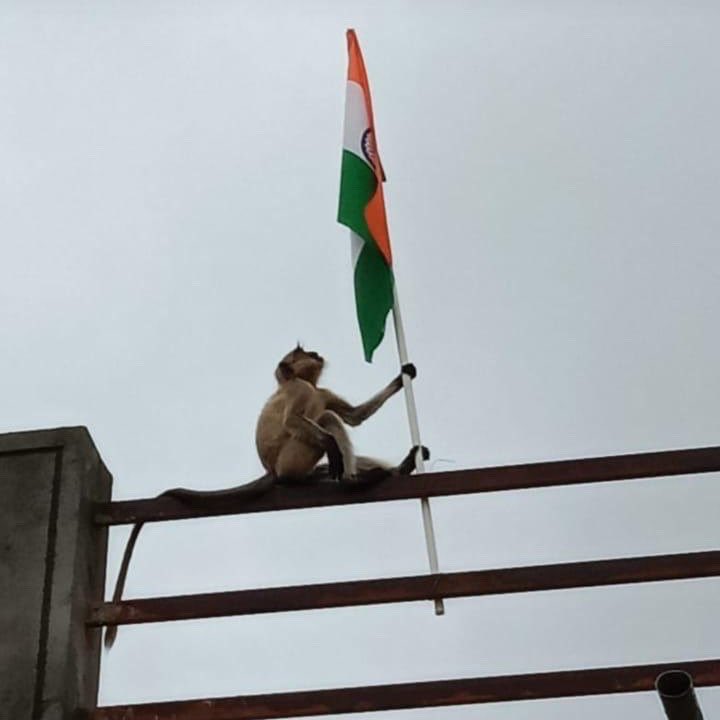 VennelaPalle's tweet photo. Those are real #indianmonkey not #Gandhiji ke wo teen bandar
😂😂
Loyalty must be in blood as Indian.
Monkeys r far more patriotic than Fake Gandhi's & anti-National communist.
#proudIndian
#HarGharTirangaCampaign #HarGharTringa #HarGharTiranga2022 #HarGharTirang
🇮🇳🇮🇳🇮🇳🇮🇳🇮🇳🇮🇳 https://t.co/MeiMZiTovS