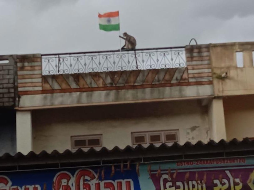 VennelaPalle's tweet photo. Those are real #indianmonkey not #Gandhiji ke wo teen bandar
😂😂
Loyalty must be in blood as Indian.
Monkeys r far more patriotic than Fake Gandhi's & anti-National communist.
#proudIndian
#HarGharTirangaCampaign #HarGharTringa #HarGharTiranga2022 #HarGharTirang
🇮🇳🇮🇳🇮🇳🇮🇳🇮🇳🇮🇳 https://t.co/MeiMZiTovS