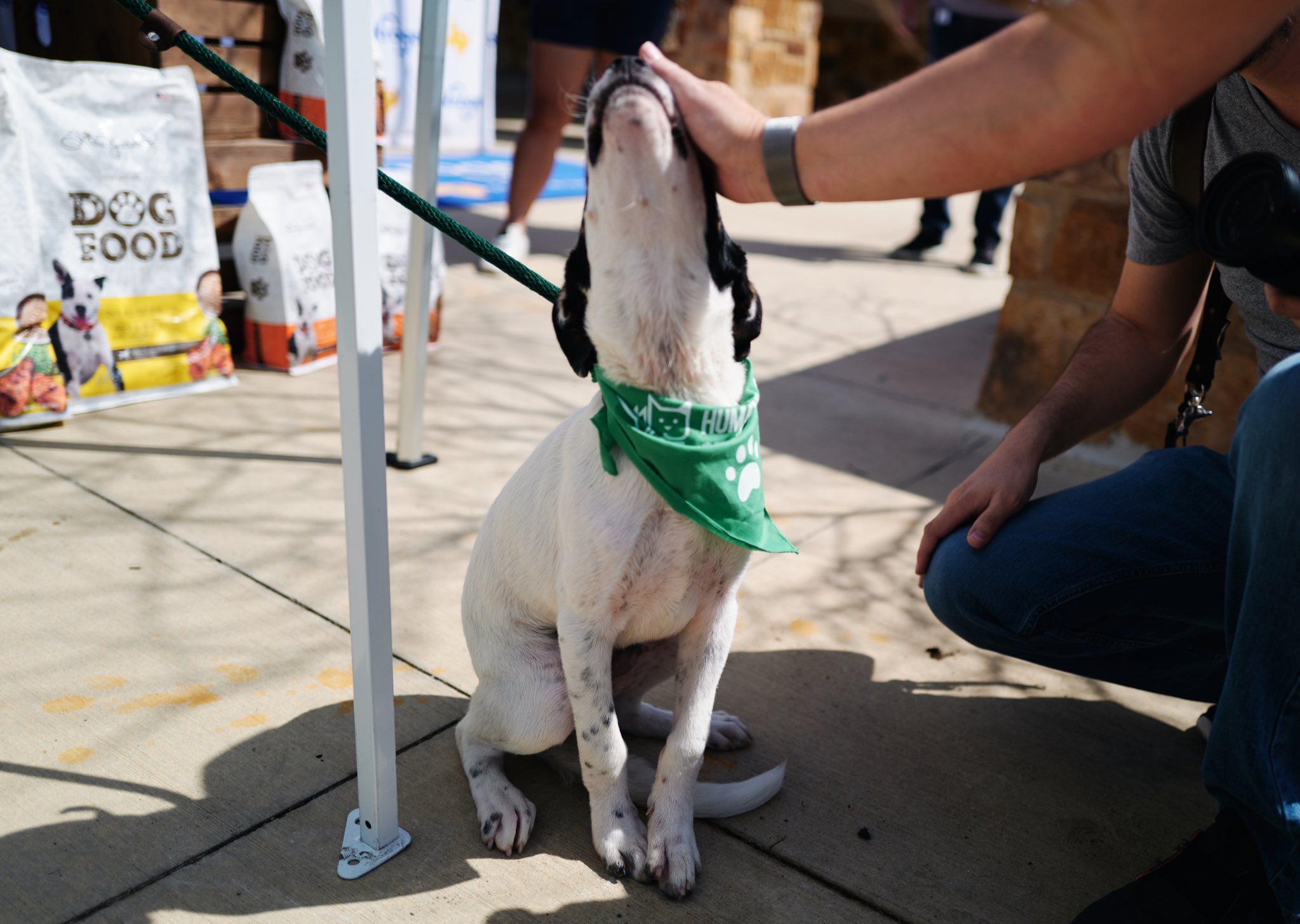 Trisha Yearwood Pet Collection (typetcollection) / Twitter