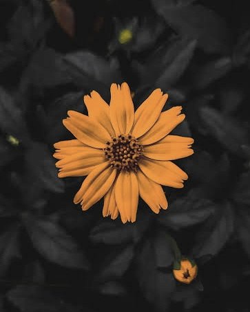 Sen geldin; çöllere yağmurlar geldi
Kokusunu unuttu dünyanın çiçekleri

|Nurullah Genç <a href="/genc_nurullah/">nurullah genç</a>