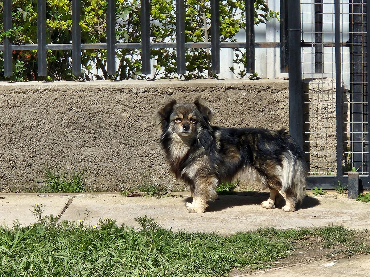 ClauBarrientosP's tweet photo. Este perrito anda hace varios días en Villa Alemana,barrio sur, no se deja tomar y se esconde en un estero. Ayuda! @radio_festival @sitiodelsuceso @biobio https://t.co/HeRokM5LnX
