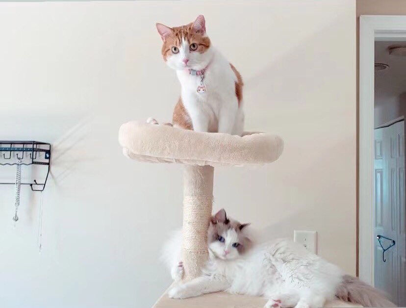 WithinTFT's tweet image. Best Friends III