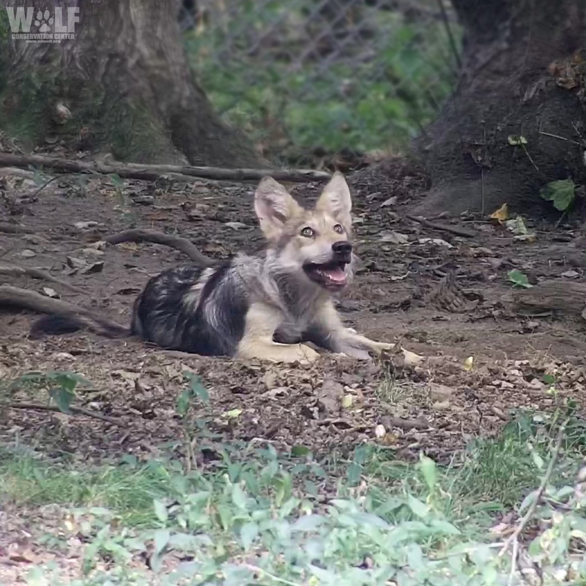 Beyond being #InternationalWolfDay, today we're revealing this cutie's official name! Meet Mexican gray wolf pup Sonda!

The 3-month-old has brought joy both to his wolf family + his global one, who have witnessed his milestones via live-webcams.
Join us to watch him grow! 🥰