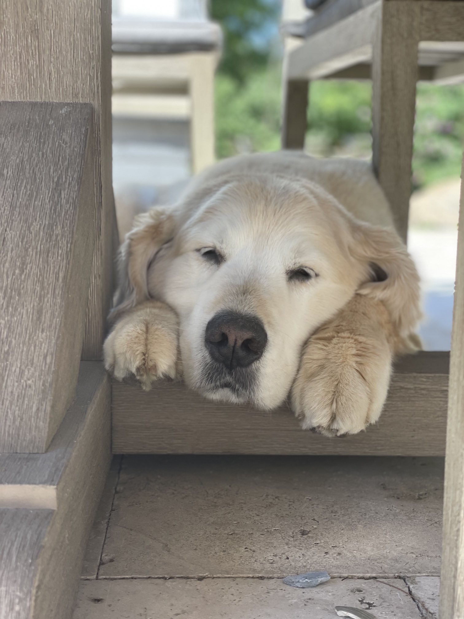 Kirk Herbstreit On Twitter Big Ben After His Walk This Morning Big Fella Is Tired Https t 