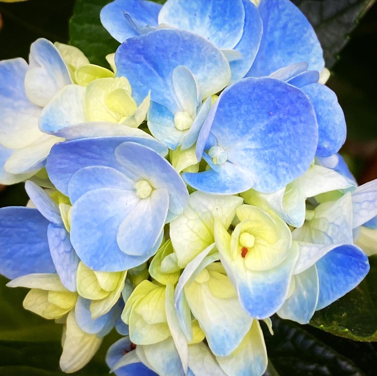 Sushie213's tweet photo. My very first hydrangea blooms! #maweegairden #deadchuffed #simplejoys #hydrangeas https://t.co/01aPUxzncm