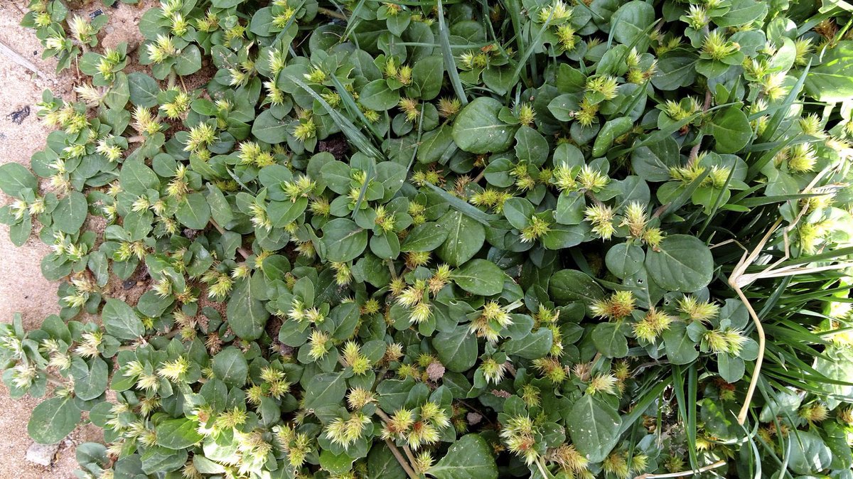 HerbalistChief's tweet photo. Twi name: Nkasee-nkasee (thorns)

For treatment of;

🌿 Piles.                 🌿Viral hepatitis 
🌿Gonorrhoea.      🌿 Asthma
🌿Constipation.     🌿Poor appetite 

Thread👇
__________________________________
Sammy Gyamfi Accra Stonebwoy Kwasia Julian maguire Saliba
 #BREMUN https://t.co/GA4pw6Dltp