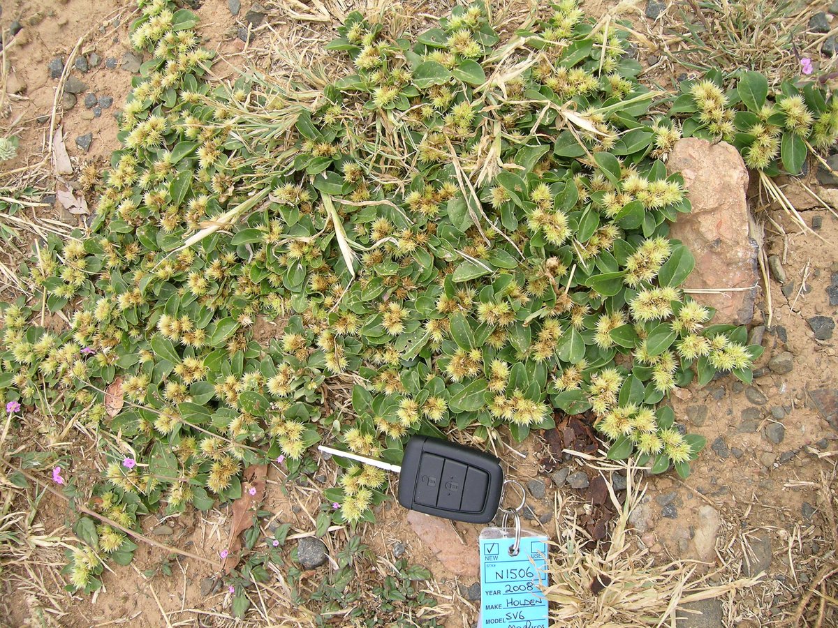 HerbalistChief's tweet photo. Twi name: Nkasee-nkasee (thorns)

For treatment of;

🌿 Piles.                 🌿Viral hepatitis 
🌿Gonorrhoea.      🌿 Asthma
🌿Constipation.     🌿Poor appetite 

Thread👇
__________________________________
Sammy Gyamfi Accra Stonebwoy Kwasia Julian maguire Saliba
 #BREMUN https://t.co/GA4pw6Dltp