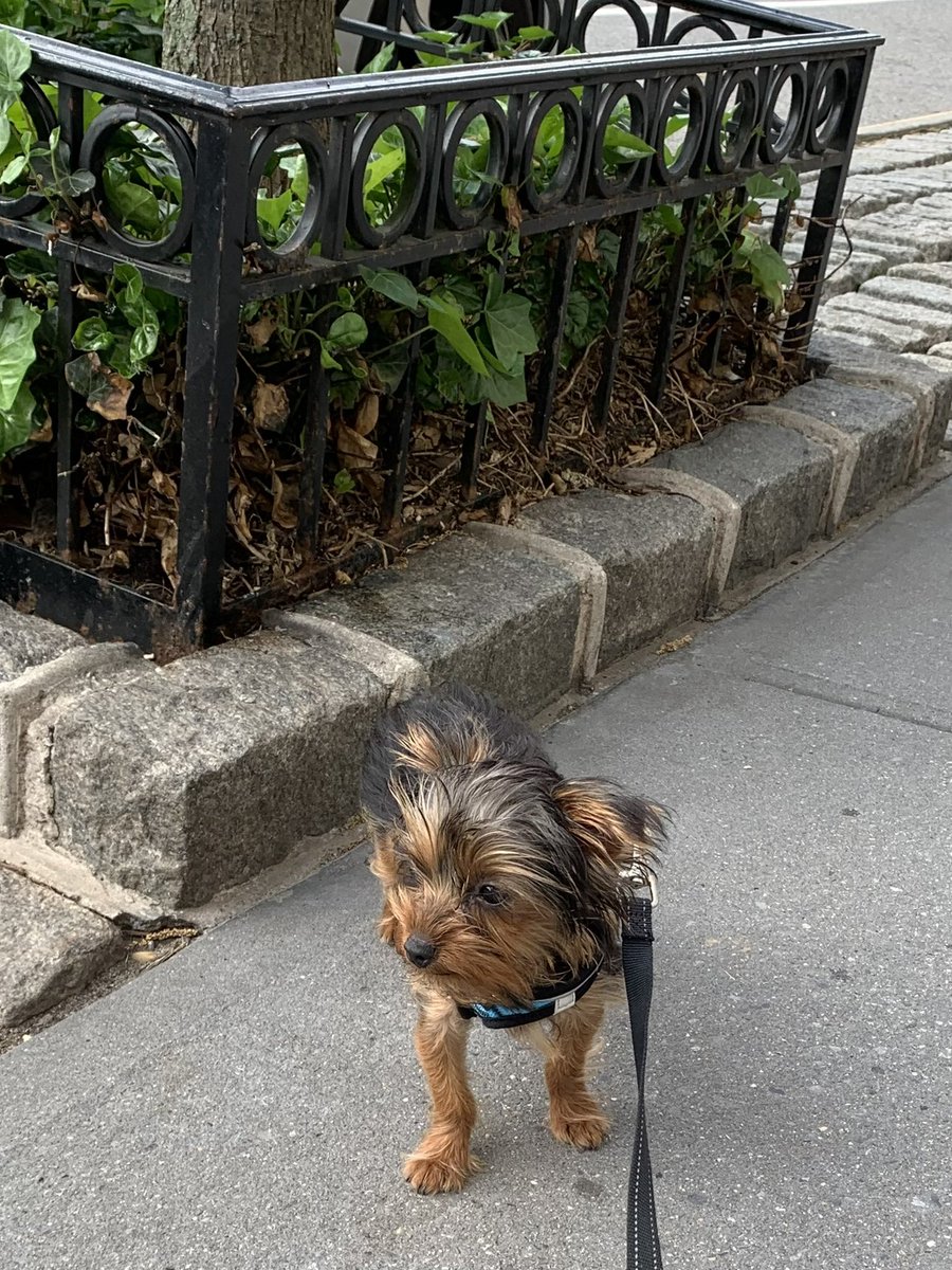FitzTheYorkie21's tweet photo. Morning stroll on the Upper West Side. Life is good! https://t.co/zfuCYjODGF