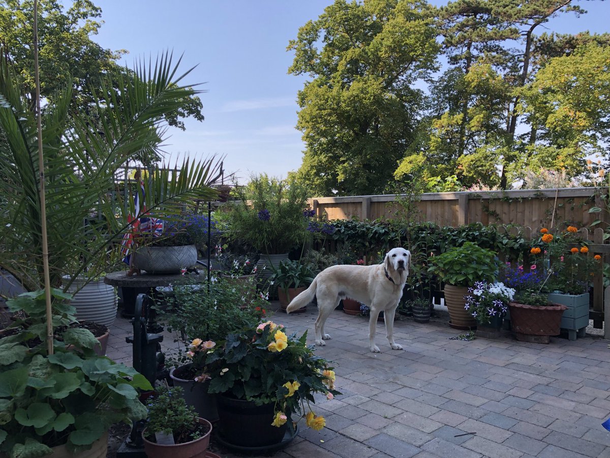 SiriusStar1963's tweet photo. Saturday Dog Sit. #Alfie #OffDutyGuideDog #Ryde #IOW 🦮🐾🐾🐾🐾 https://t.co/ecrvjH9qwy