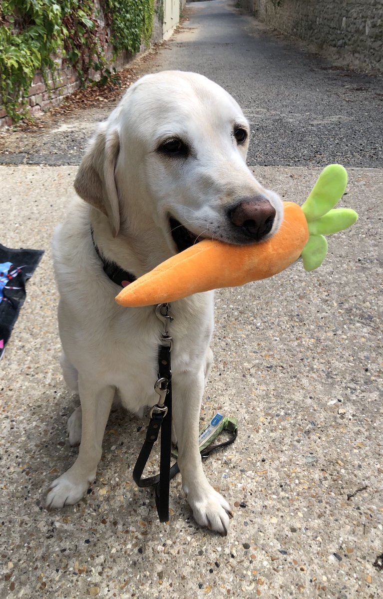 SiriusStar1963's tweet photo. Saturday Dog Sit. #Alfie #OffDutyGuideDog #Ryde #IOW 🦮🐾🐾🐾🐾 https://t.co/ecrvjH9qwy
