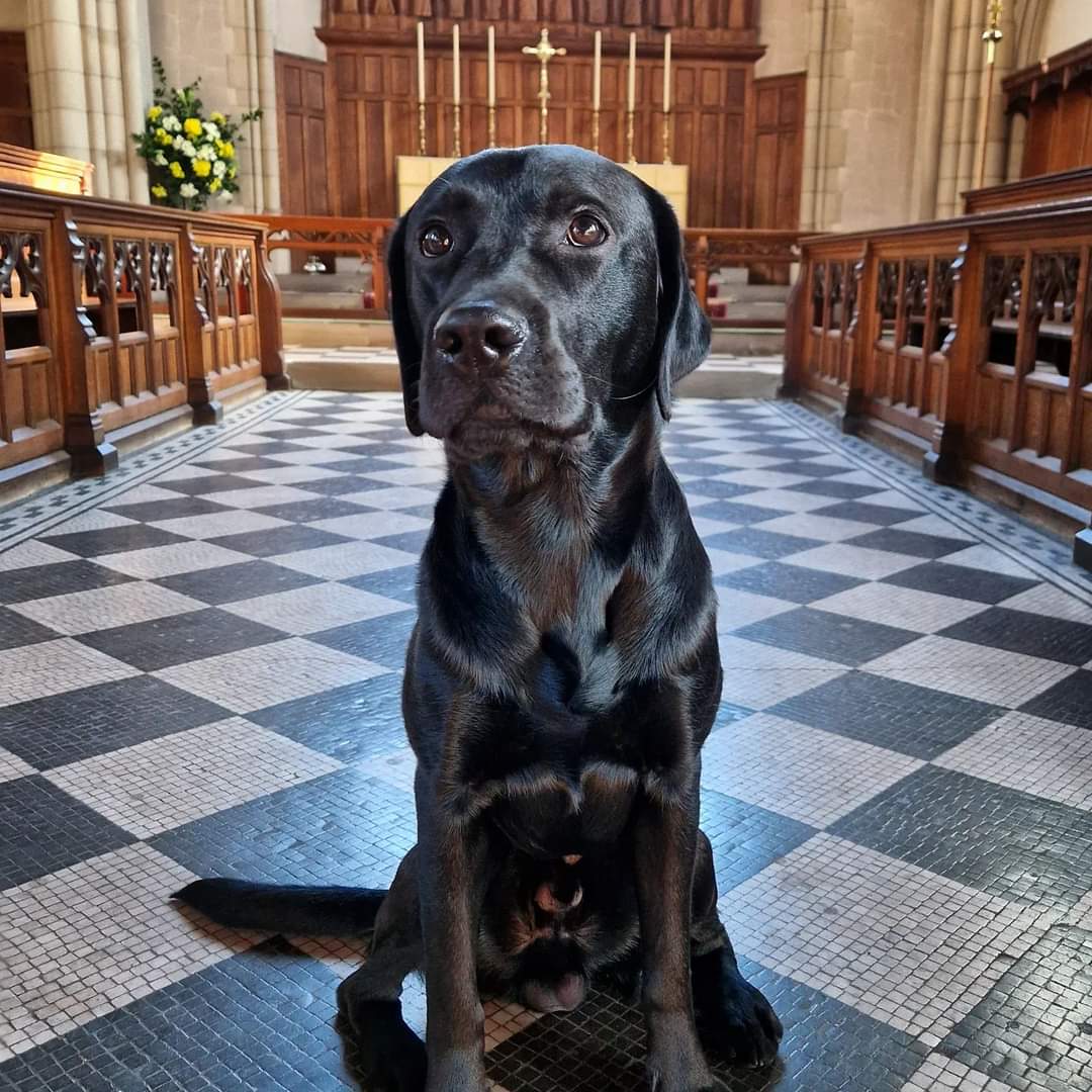 greynolds1989's tweet photo. Alban is very excited about the Feast of the #Assumption tomorrow, although I suspect he is particularly excited about the BBQ feast that will take place after #Mass tomorrow.
#Labrador #DogsInChurch #Labrador https://t.co/0AzIcBU2QW