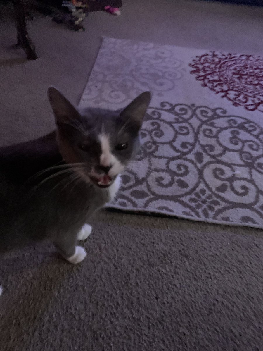 ThoughtsofcaCat's tweet image. We got a new cat. The humans named her Squeeks, because that's what her meow sounds like.