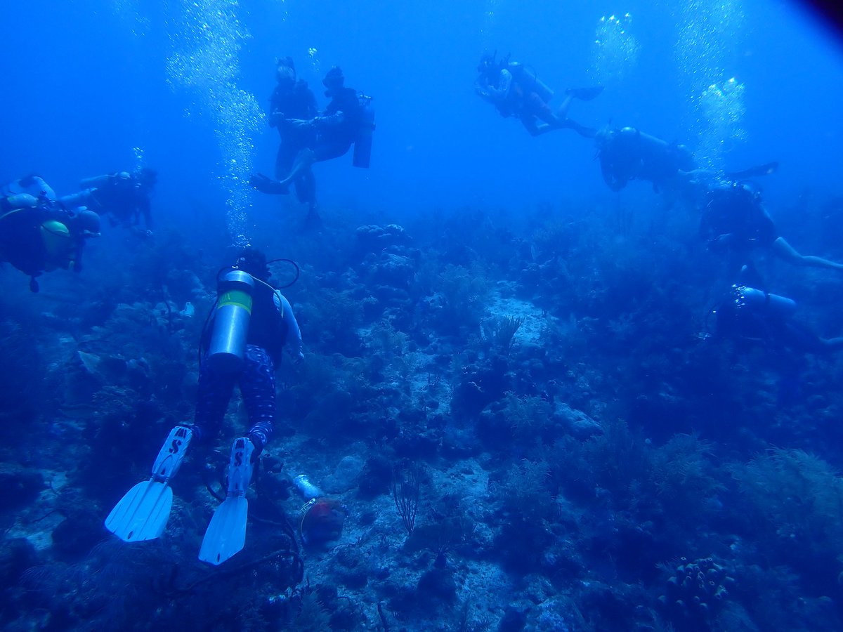 The Coral Health and Marine Probiotics Lab (@polypprotectors) on Twitter photo <a href="/VibrioSoup/">Dr. Blake Ushijima</a> <a href="/erin_papke/">Erin Papke</a> and <a href="/Kelly__Pitts/">Kelly Pitts</a> discussed the benefits of using probiotics to treat #SCTLD at an invention workshop in Grand Cayman hosted by <a href="/doecayman/">Cayman Islands Department of Environment</a> and the C-COT working group. Thanks for inviting us! it is wonderful to see such passion for treatments! <a href="/JNCC_UK/">JNCC</a> <a href="/VibrioSoup/">Dr. Blake Ushijima</a> <a href="/erin_papke/">Erin Papke</a> and <a href="/Kelly__Pitts/">Kelly Pitts</a> discussed the benefits of using probiotics to treat #SCTLD at an invention workshop in Grand Cayman hosted by <a href="/doecayman/">Cayman Islands Department of Environment</a> and the C-COT working group. Thanks for inviting us! it is wonderful to see such passion for treatments! <a href="/JNCC_UK/">JNCC</a>