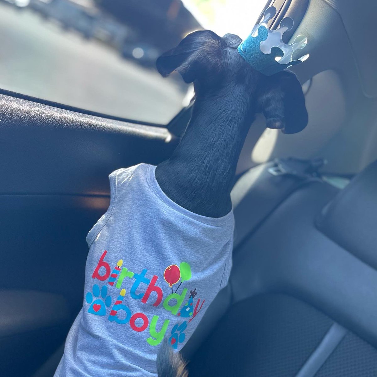 Cardi_T_'s tweet photo. #bad2thebone #dogmom #birthdayboy https://t.co/6Nomu4NQJx