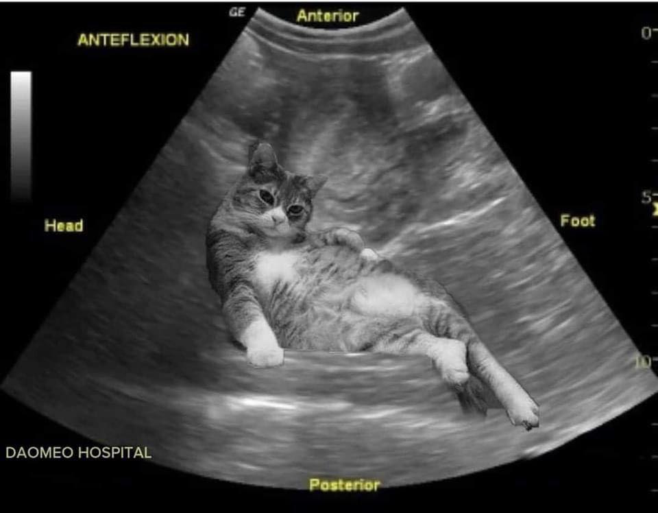 TranslatedCats's tweet photo. Mother's child. https://t.co/ZHAee72SHJ