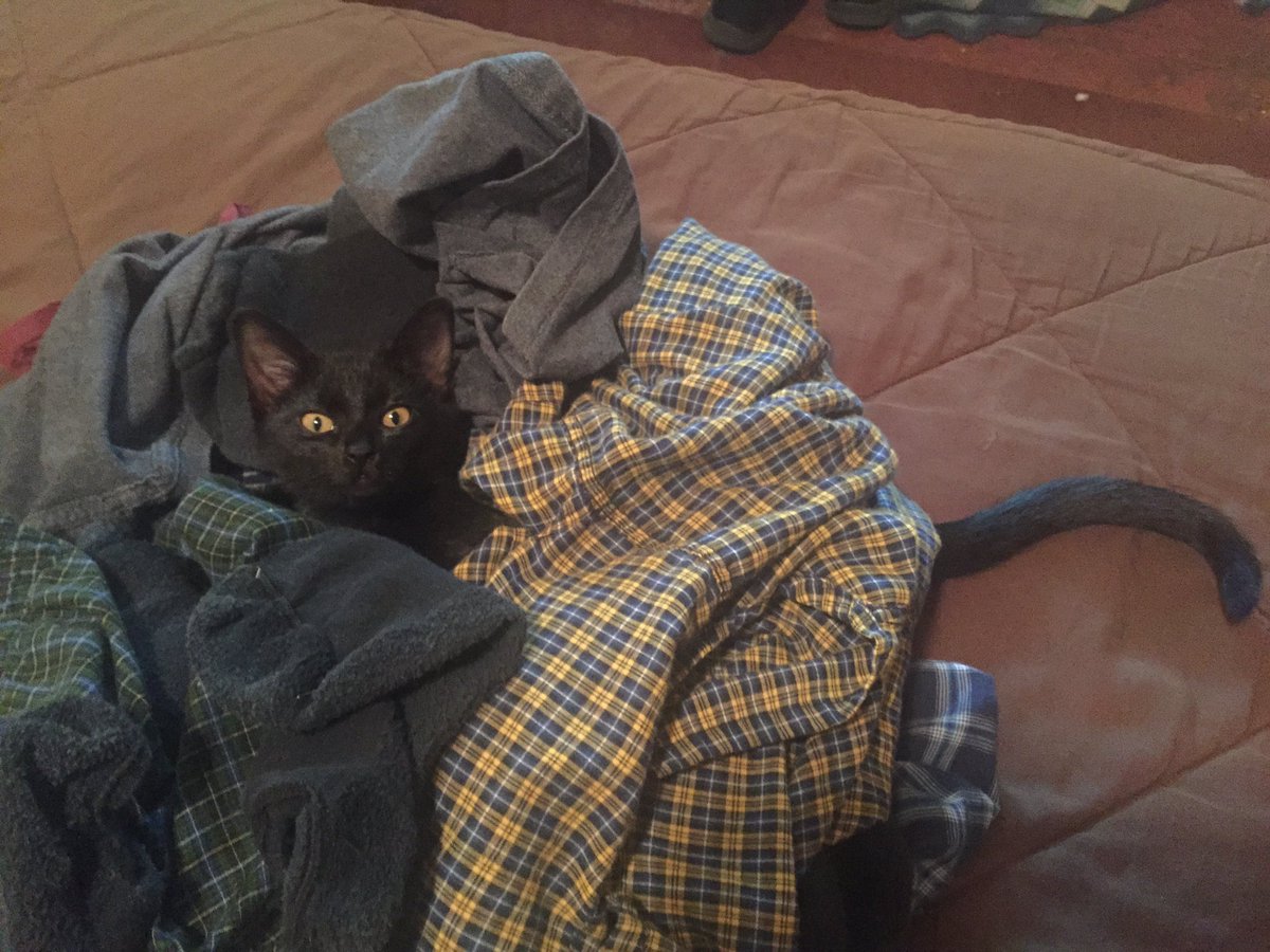 mindlessbile's tweet photo. @sp00kysquirrel Named my Mina after draculas love interest. So maybe Poe after Poe’s story the black cat? https://t.co/7kDDHetpqM