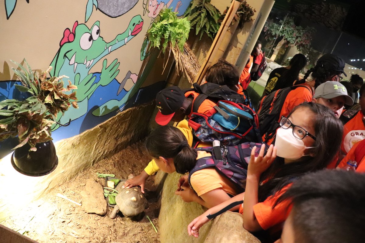 GramenAction's tweet photo. Éduc - Plaisirs - Camp d'été francophone 2022
Troisième sortie éducative de la semaine: Reptilia Zoo
Les élèves ont surmonté leurs peurs en découvrant tout sur les reptiles, les amphibiens et les arachnides. https://t.co/58hUMCoXzd