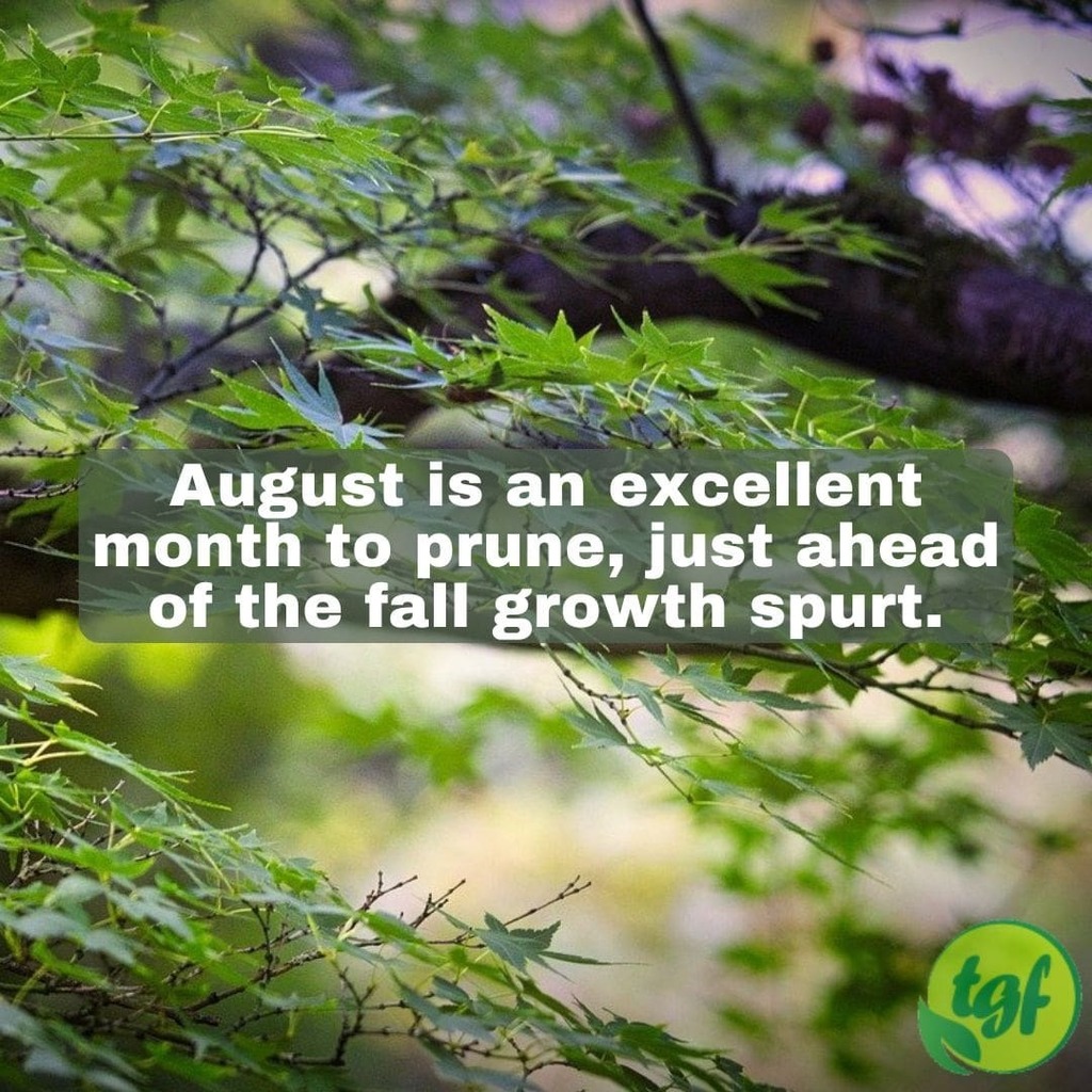 gardenerfriends's tweet photo. (Tumblr https://t.co/gdV73Pbfq6) August is an excellent month to prune, just ahead of the fall growth spurt.β
β
#pruning #gardening #thegardenersfriends #prune #lightpruning #trees #shrubs #august #landscape #fallgrowth #fallgrowthspurt #summerpruning https://t.co/kh7rqpx6GY
