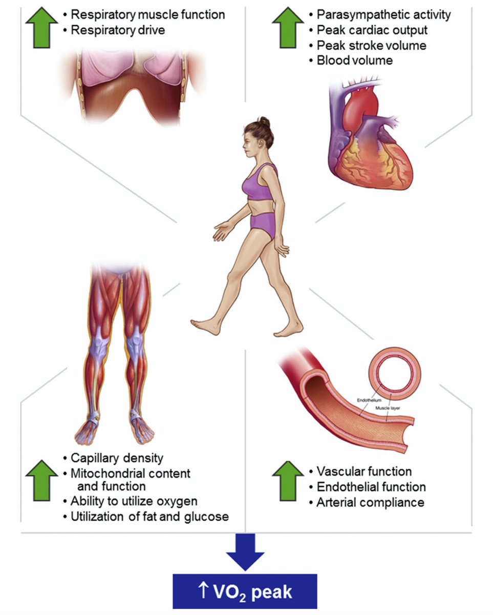 ChristophBurch's tweet photo. High-Intensity Interval Training in Cardiac Rehabilitation…
https://t.co/M27GSXZe59 https://t.co/0DQ8wbn54P
