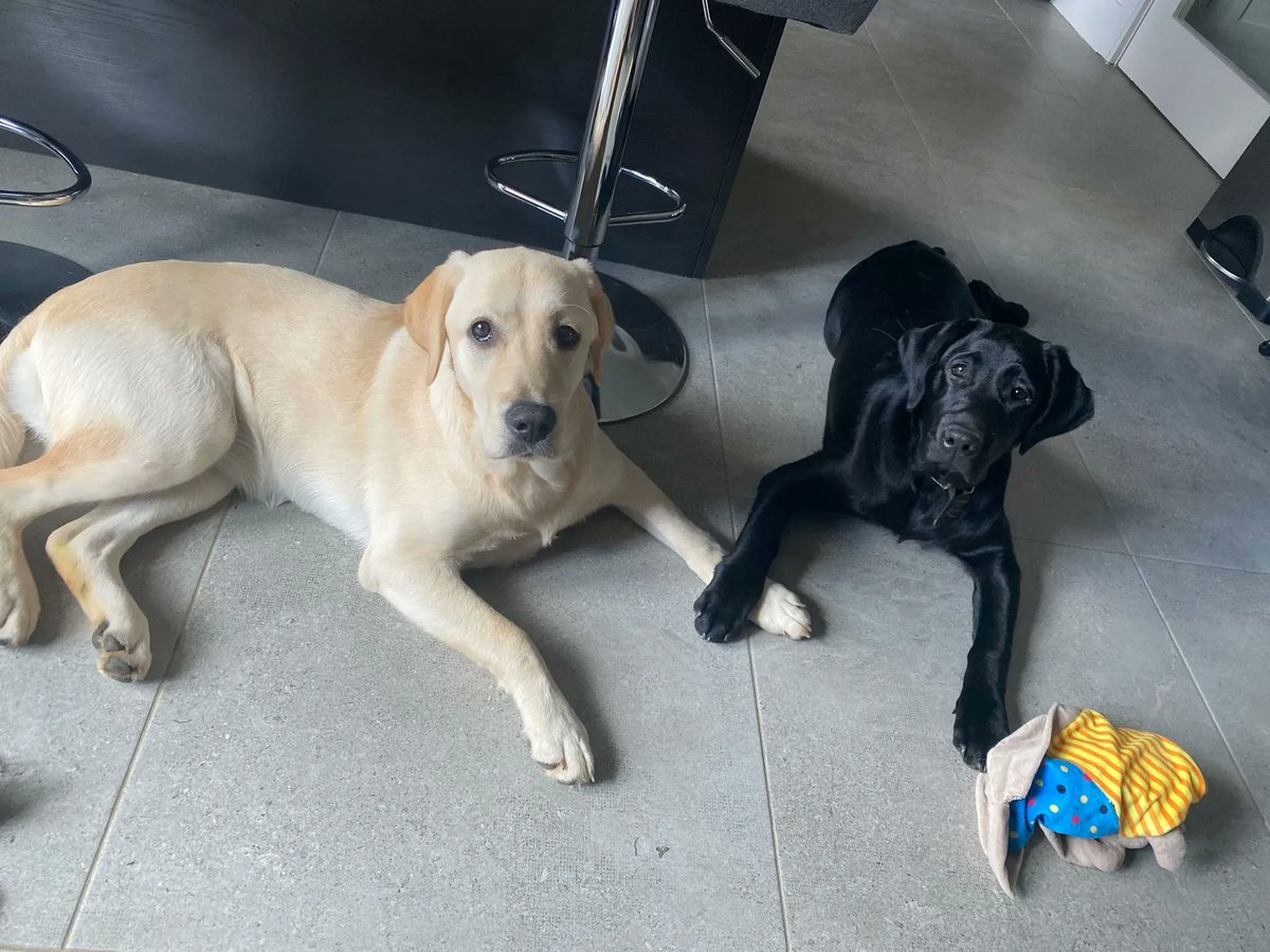 We are looking to replenish our stock of stair gates in order to provide them to puppies to limit their access to potential hazards including access to stairs. 
 
Please do get in touch with Rose in our Puppy Raising team – RHurley@GuideDogs.ie. 

#ChangingLives