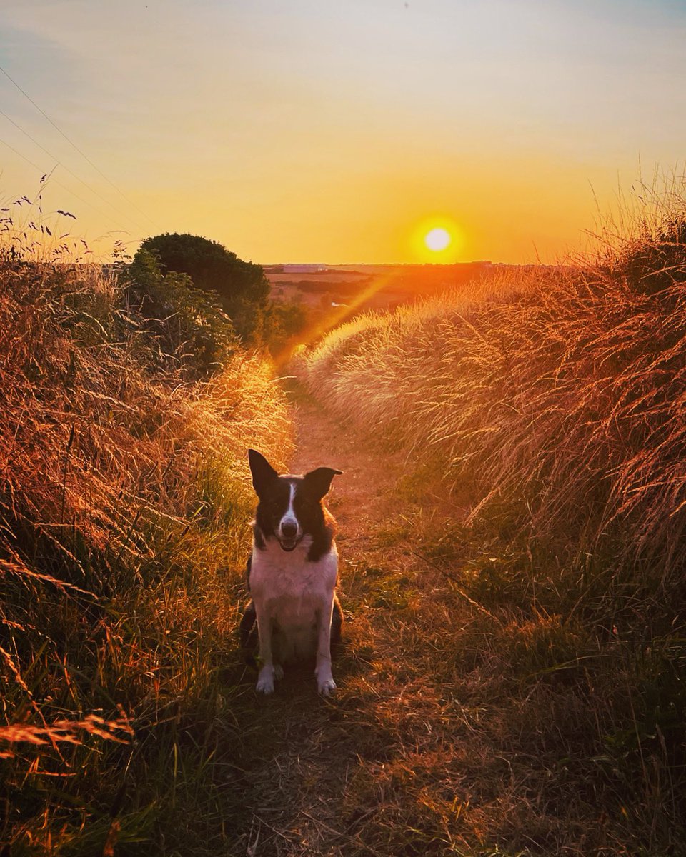 Just the most superb place to live. #perranporth #cornwall #dogwalk #mybackyard #sunset #sundown #eveningstrole #bordercollie #colliedog #goldenhour #iPhone