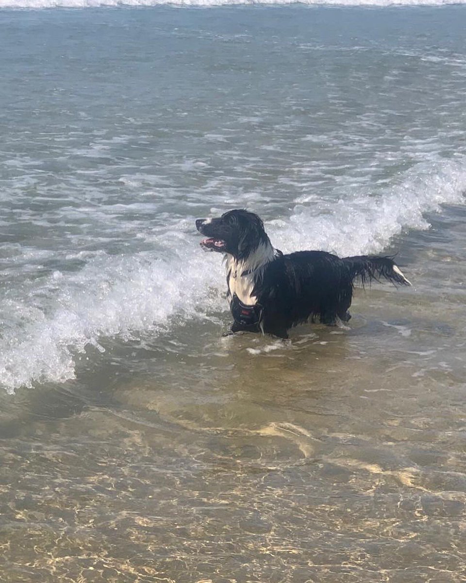 My last day of fun on the beach … heading home tomorrow.. looking forward to seeing you all soon 🐾🐾