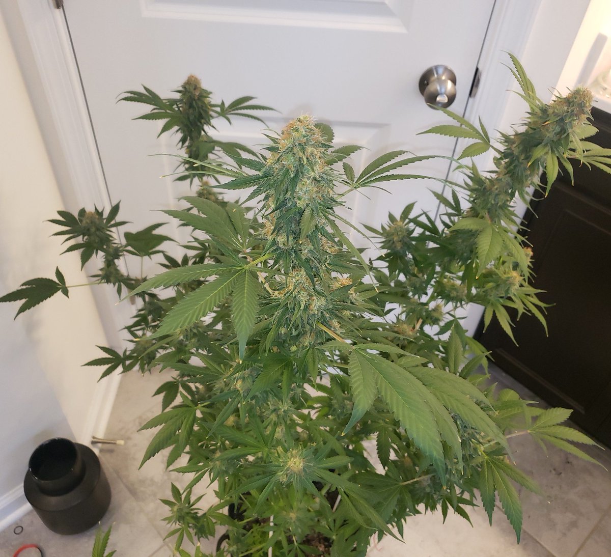 ThaGromie's tweet photo. Sad day growmies... Had to chop the SLD from @irvineseedco guess I messed up and stressed her to herm in week 6/7. She was hella healthy looking under this 200w UFS-3000 from @UNITFARM_led #IRVINEARMY @breeder_j @The_real_Early @ChefDC710 #UNITFARMLED #Mmemberville #LETSGROW https://t.co/jjr77UJWHW