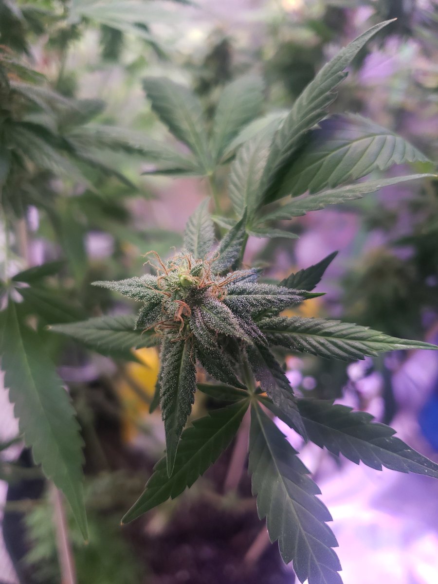ThaGromie's tweet photo. Sad day growmies... Had to chop the SLD from @irvineseedco guess I messed up and stressed her to herm in week 6/7. She was hella healthy looking under this 200w UFS-3000 from @UNITFARM_led #IRVINEARMY @breeder_j @The_real_Early @ChefDC710 #UNITFARMLED #Mmemberville #LETSGROW https://t.co/jjr77UJWHW
