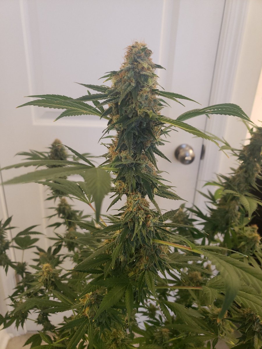 ThaGromie's tweet photo. Sad day growmies... Had to chop the SLD from @irvineseedco guess I messed up and stressed her to herm in week 6/7. She was hella healthy looking under this 200w UFS-3000 from @UNITFARM_led #IRVINEARMY @breeder_j @The_real_Early @ChefDC710 #UNITFARMLED #Mmemberville #LETSGROW https://t.co/jjr77UJWHW