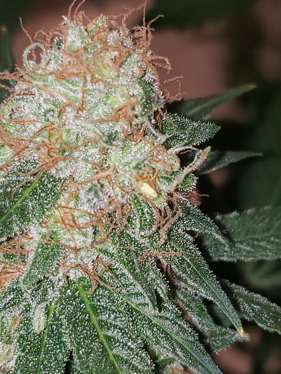 ThaGromie's tweet photo. Sad day growmies... Had to chop the SLD from @irvineseedco guess I messed up and stressed her to herm in week 6/7. She was hella healthy looking under this 200w UFS-3000 from @UNITFARM_led #IRVINEARMY @breeder_j @The_real_Early @ChefDC710 #UNITFARMLED #Mmemberville #LETSGROW https://t.co/jjr77UJWHW