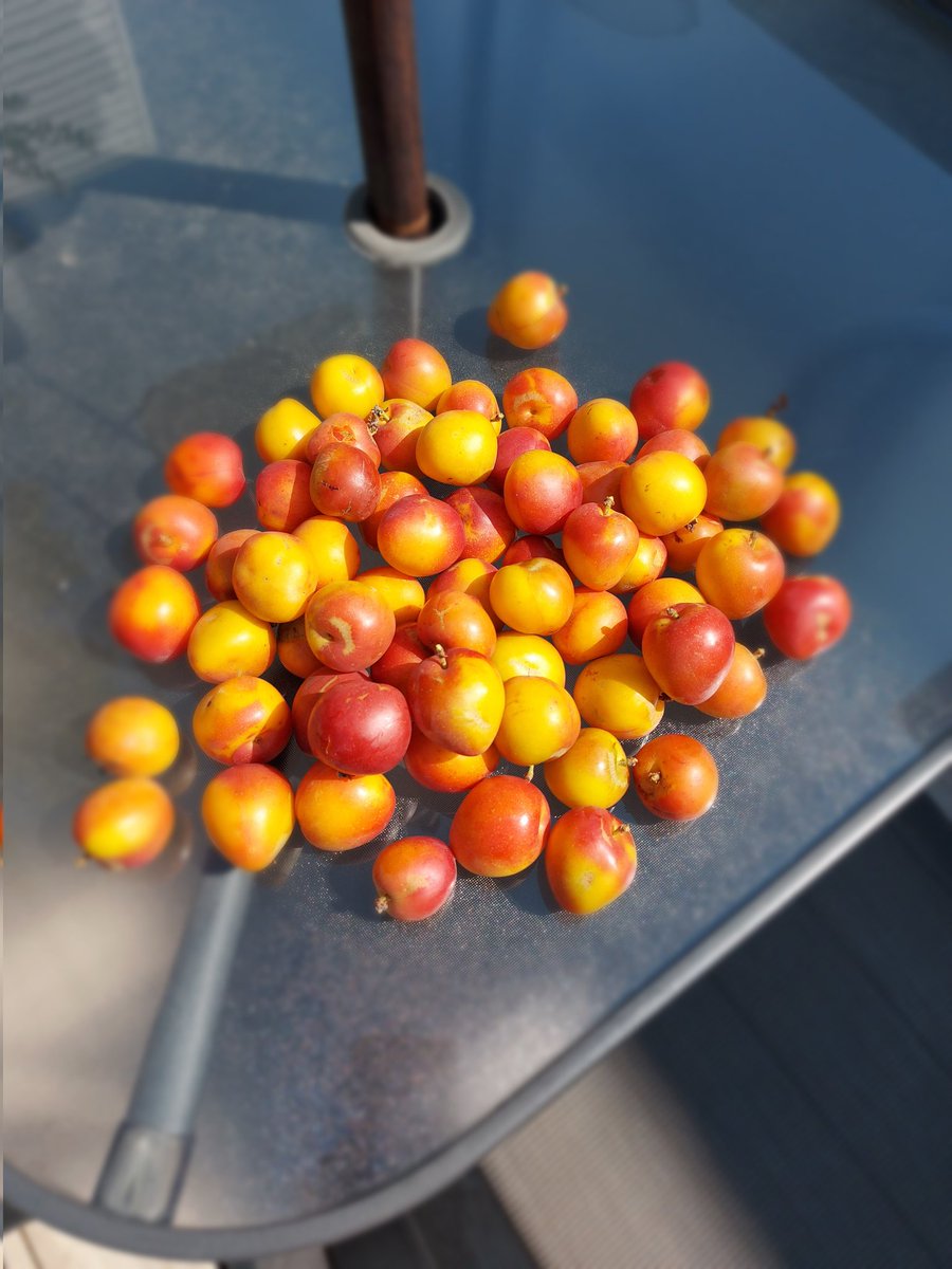 KrysC_geog's tweet photo. last year's plum crop v this year's. same single tree https://t.co/hRrhDrmyzP