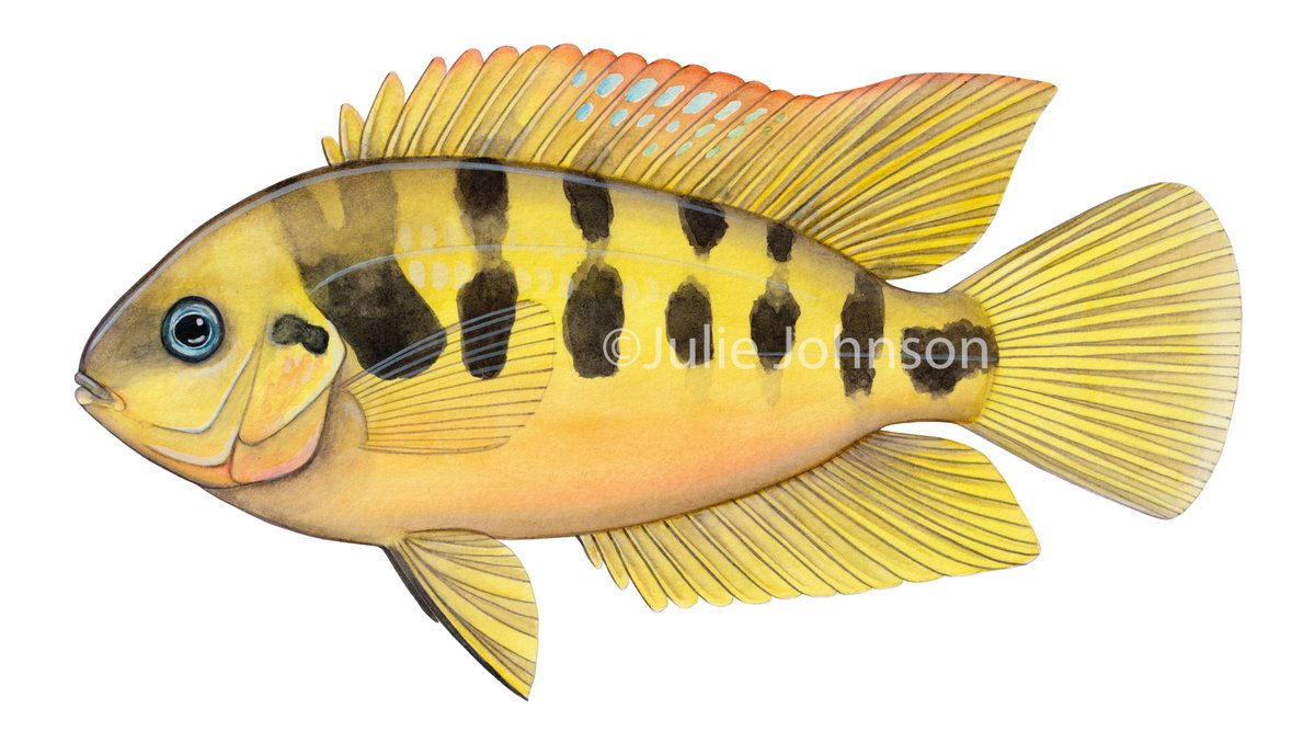 Life Science Studios - Scientific Illustration (@jehimes) on Twitter photo A new paper by <a href="/cichlidosaurus/">Edward Burress</a> and @marmmunoz "Functional trade-offs asymmetrically promote phenotypic evolution" includes a figure with some #sciart fish paintings that I made for this research. I thought I would share some of the paintings here!
Paper: bit.ly/3bZyFgi A new paper by <a href="/cichlidosaurus/">Edward Burress</a> and @marmmunoz "Functional trade-offs asymmetrically promote phenotypic evolution" includes a figure with some #sciart fish paintings that I made for this research. I thought I would share some of the paintings here!
Paper: bit.ly/3bZyFgi