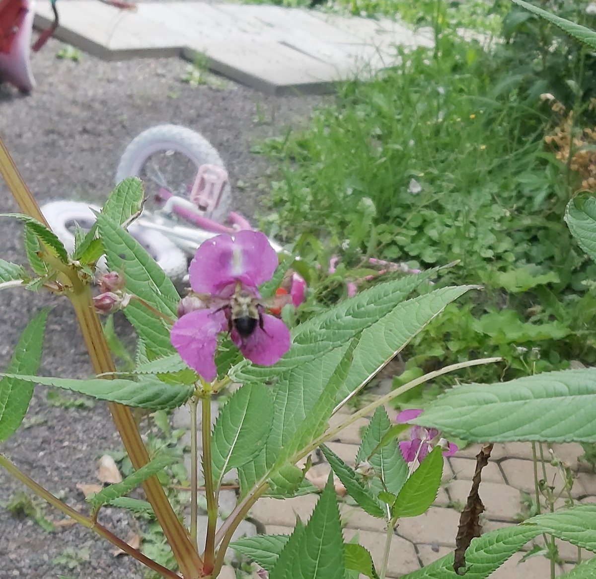 JordanSchriver's tweet photo. Shout-out to the BEES for one of the most successful rebrands in natural history, from "dangerous stinging insect to be feared" to " fuzzy little life-givers who must be preserved at all costs". https://t.co/UVecc8W8sW