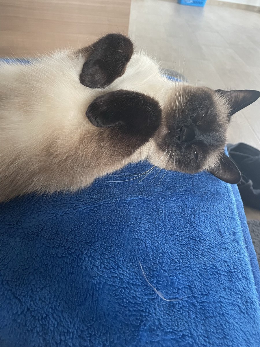 KayRming1's tweet photo. #cat #cute #siamese #catdaddy #trytosleep #katze #gadze #meow https://t.co/imr2m56o8V