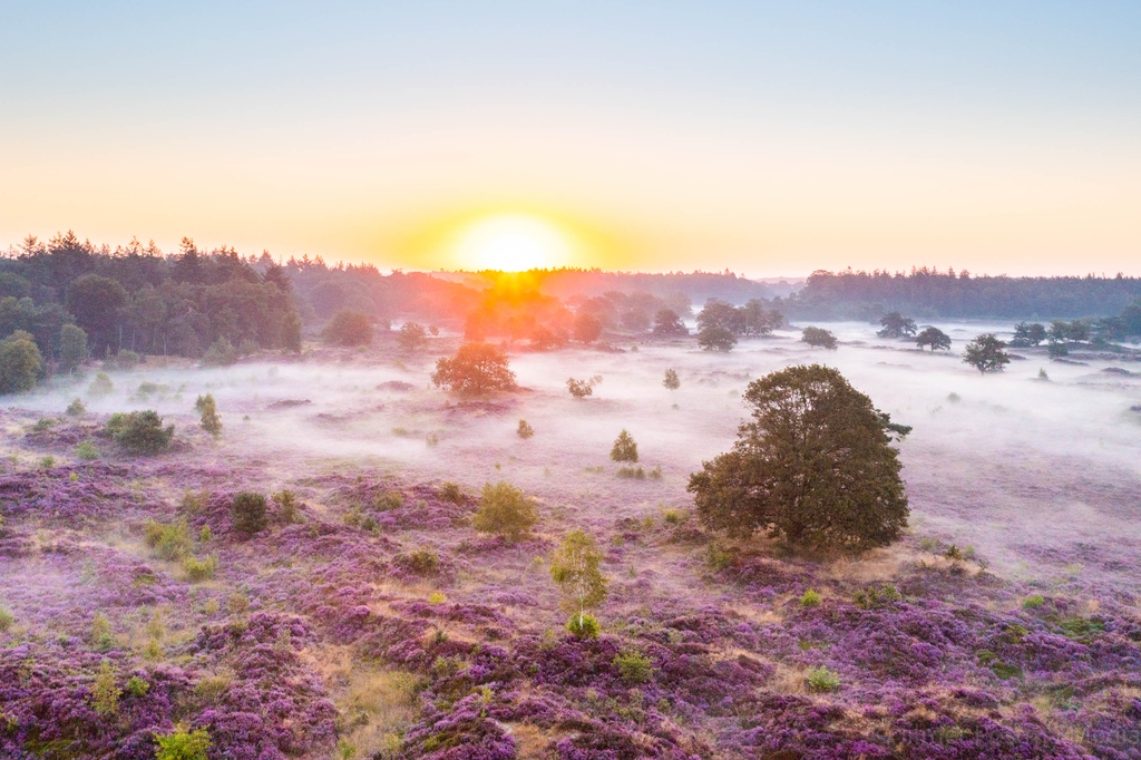De opkomende de zon bij It Mandefjild. Waar de heide in bloei staat.