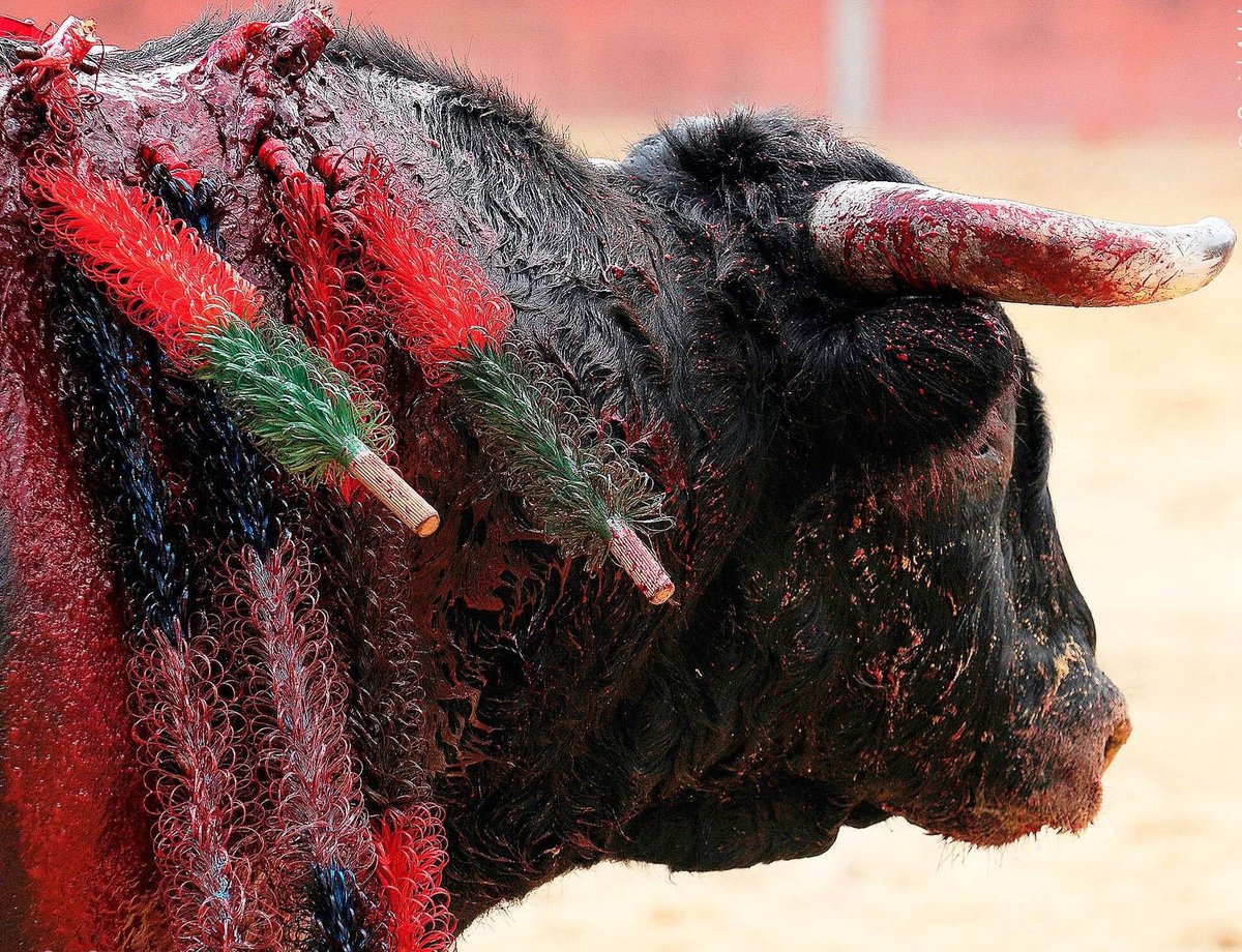 asso_FUTUR's tweet image. À @VilleDeBeziers et globalement dans le sud-est, les arènes ne remplissent pas. 
@RobertMenardFR ne devrait plus hésiter à remplacer cette pratique cruelle par des événements plus éthiques qui capterait l'attention de tous ! 
#toro #ethique #activite #bullfighting #Béziers