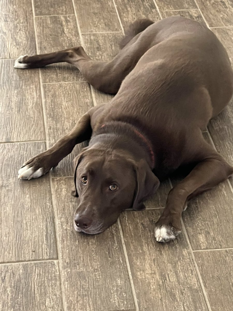 @BozBough (@bozbough) on Twitter photo Hey <a href="/GotBoz44/">Brian Bosworth</a>, I wanted to introduce myself. I’m Boz, an almost 4-yr old 100-pound lab mix, and I’m named after you. I like other dogs about as much as you like running backs, but I love people. #Namesake Hey <a href="/GotBoz44/">Brian Bosworth</a>, I wanted to introduce myself. I’m Boz, an almost 4-yr old 100-pound lab mix, and I’m named after you. I like other dogs about as much as you like running backs, but I love people. #Namesake