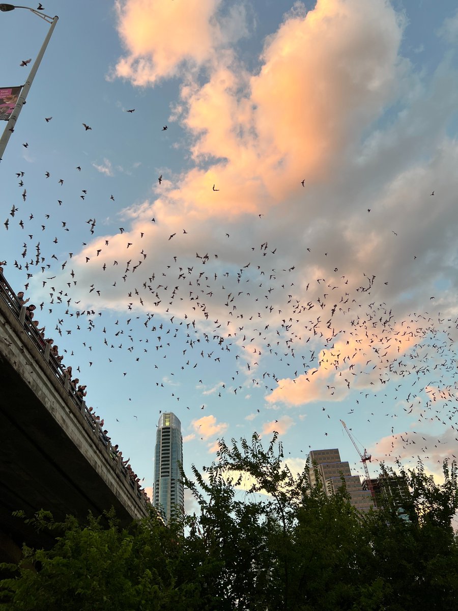 BugsNeedHeroes's tweet photo. Producer Derek has been away at the North American Society for Bat Research in Austin, Texas. The rest of the Bugs Need Heroes team is very jealous!
#NASBR #ibrc2022 #batsoftwitter #bats #scicomm #PodcastAndChill #podcast #conservation #ecology #austintexas #congressavenuebridge https://t.co/3tFvbQdsFY