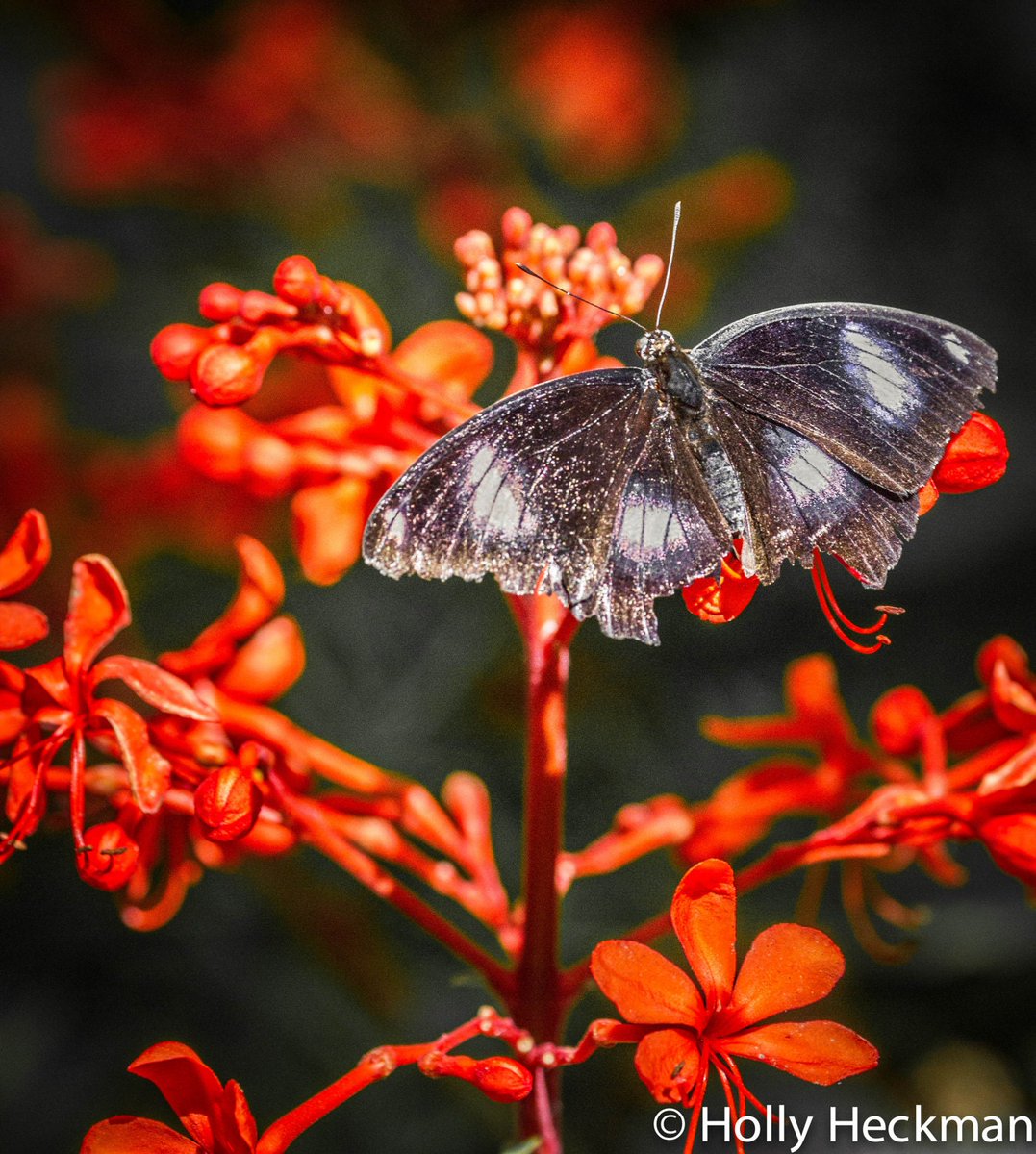 naturisticimage's tweet photo. Beautiful Butterfly Photography Print Photography Art Print Home Decor Art High Quality Print Nature Photography Print Butterfly Photo https://t.co/PAe7FWxDCV #NaturisticImages #Homedecor #Decor #sale #gift #photography #nature #Wallart #ButterflyPrint https://t.co/M62laX9C60