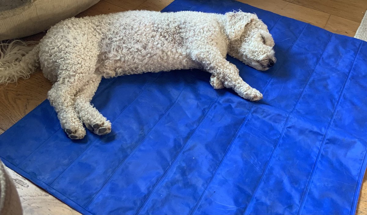 Finally I’ve settled done, been in the paddling pool again &amp; finally napping on my cooling map 💙#otis #bichon #bichonfrise